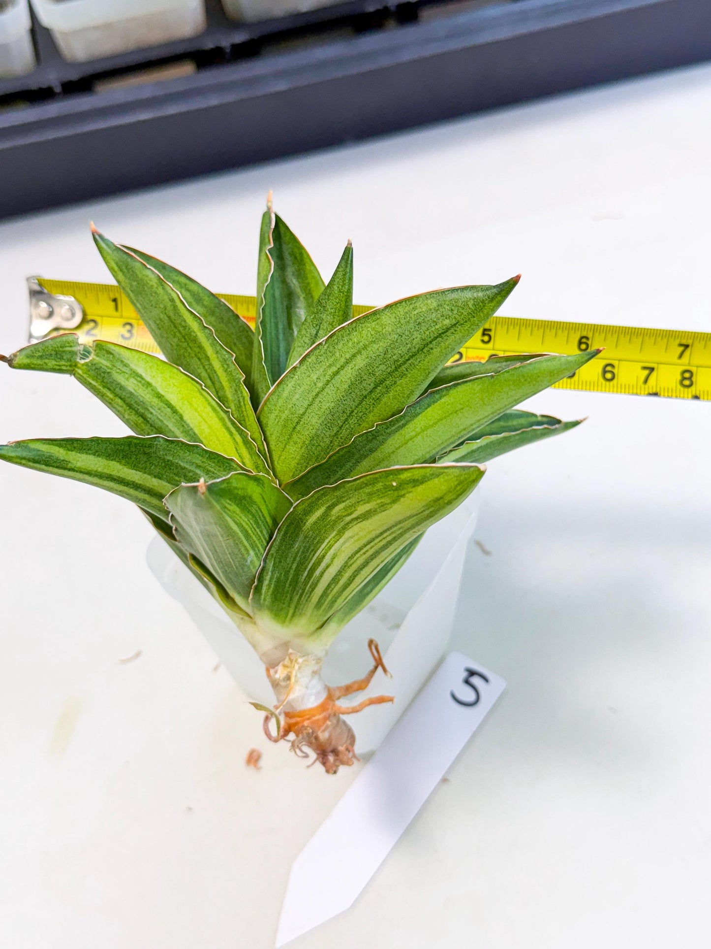Sansevieria Adaman Var (ca4) (5) | Imported House Plants
