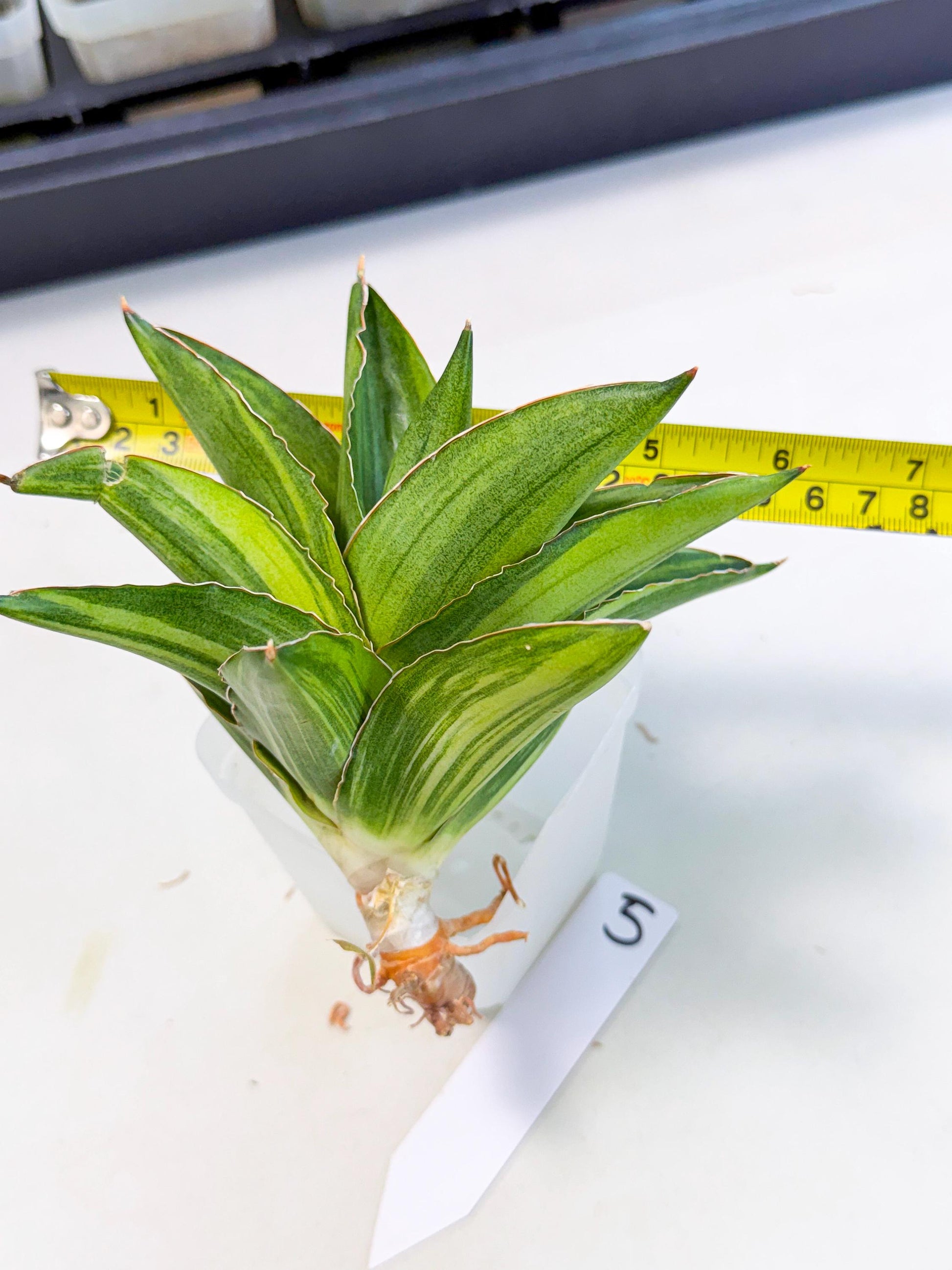 Sansevieria Adaman Var (ca4) (5) | Imported House Plants