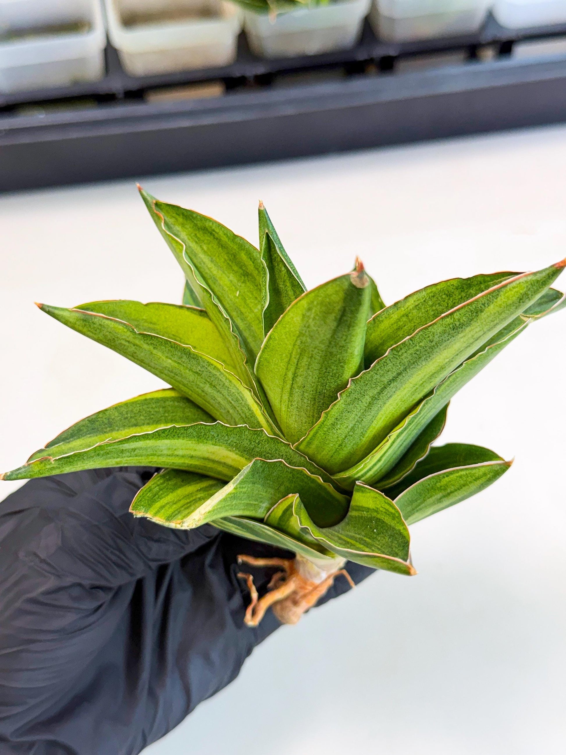 Sansevieria Adaman Var (ca4) (5) | Imported House Plants