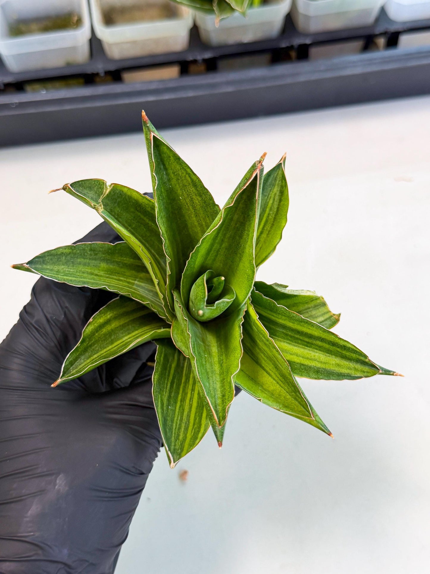 Sansevieria Adaman Var (ca4) (5) | Imported House Plants