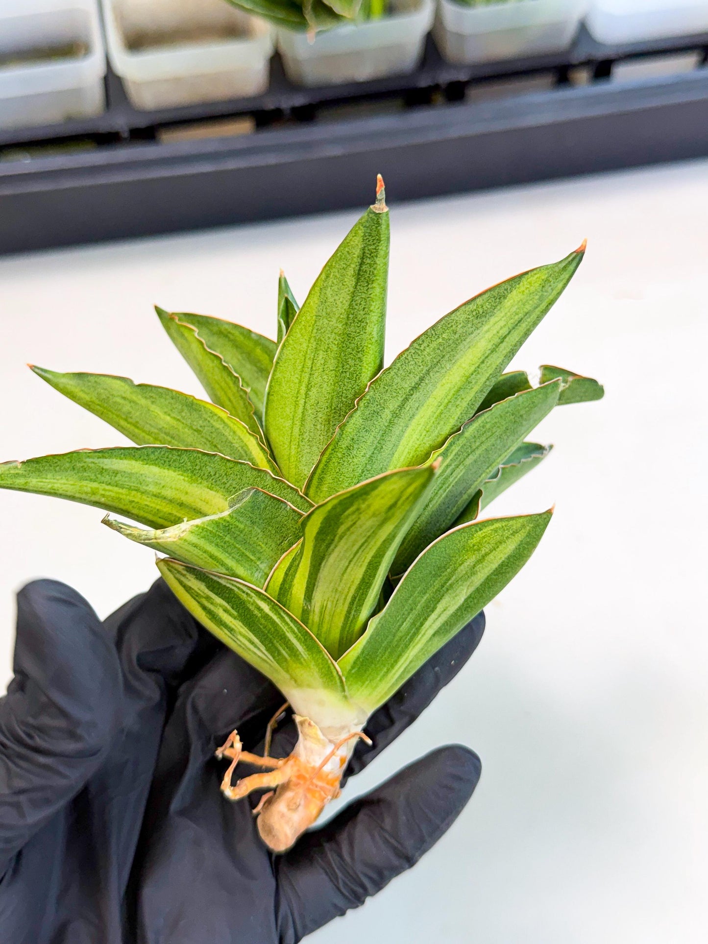 Sansevieria Adaman Var (ca4) (5) | Imported House Plants