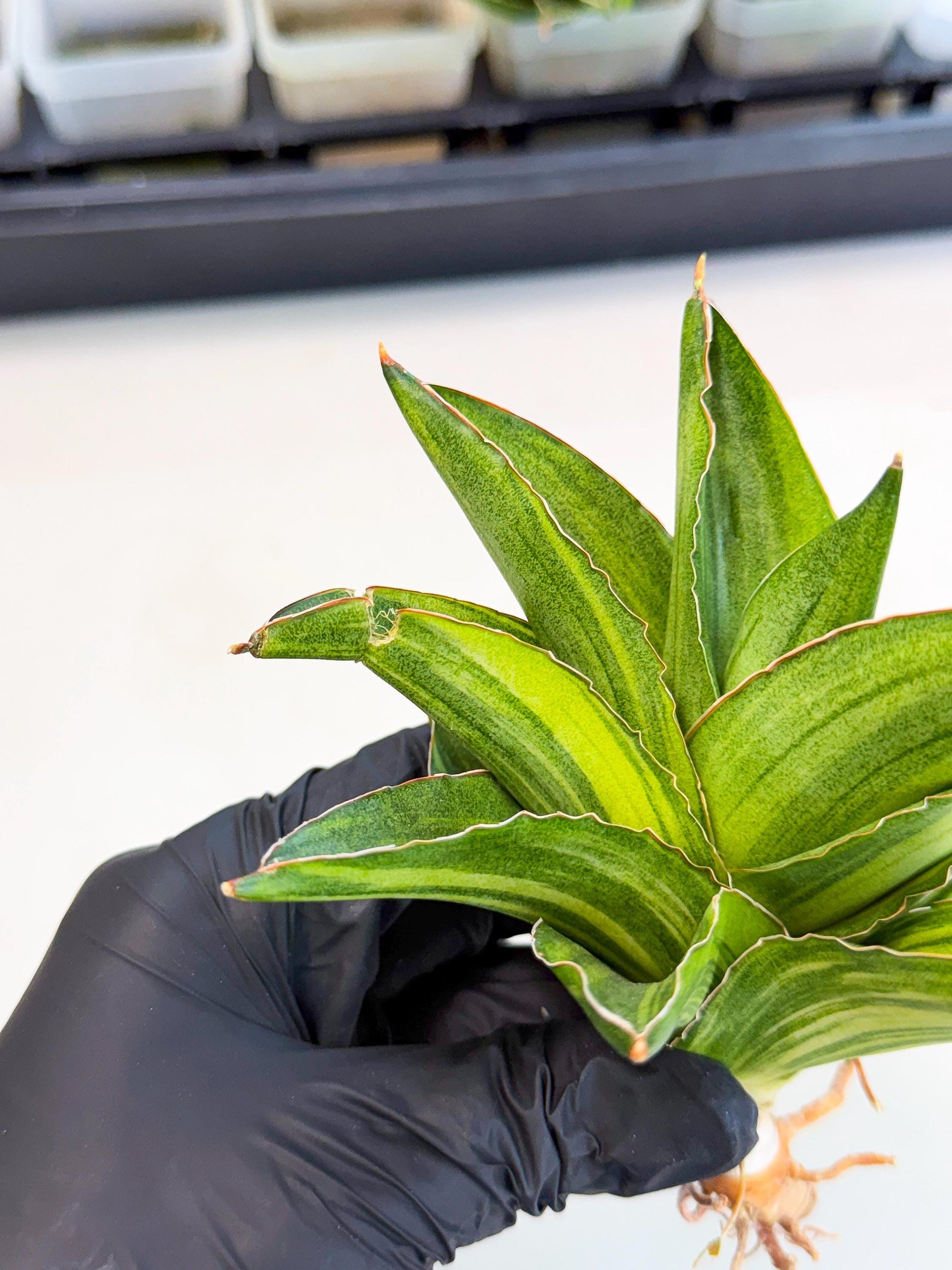 Sansevieria Adaman Var (ca4) (5) | Imported House Plants