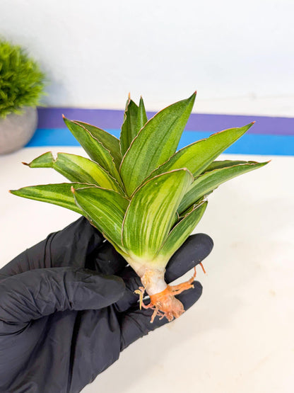 Sansevieria Adaman Var (ca4) (5) | Imported House Plants
