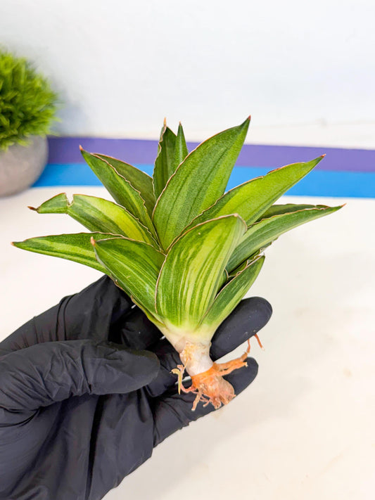 Sansevieria Adaman Var (ca4) (5) | Imported House Plants