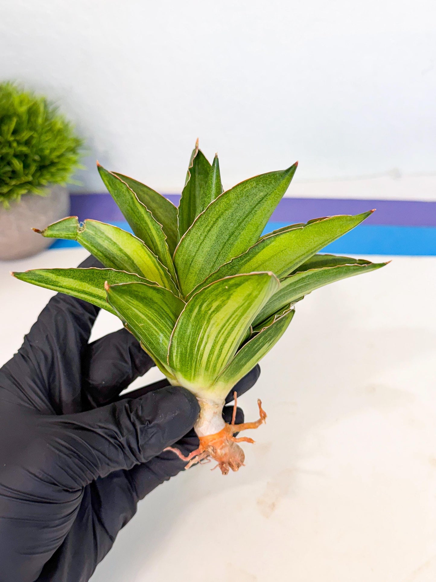 Sansevieria Adaman Var (ca4) (5) | Imported House Plants