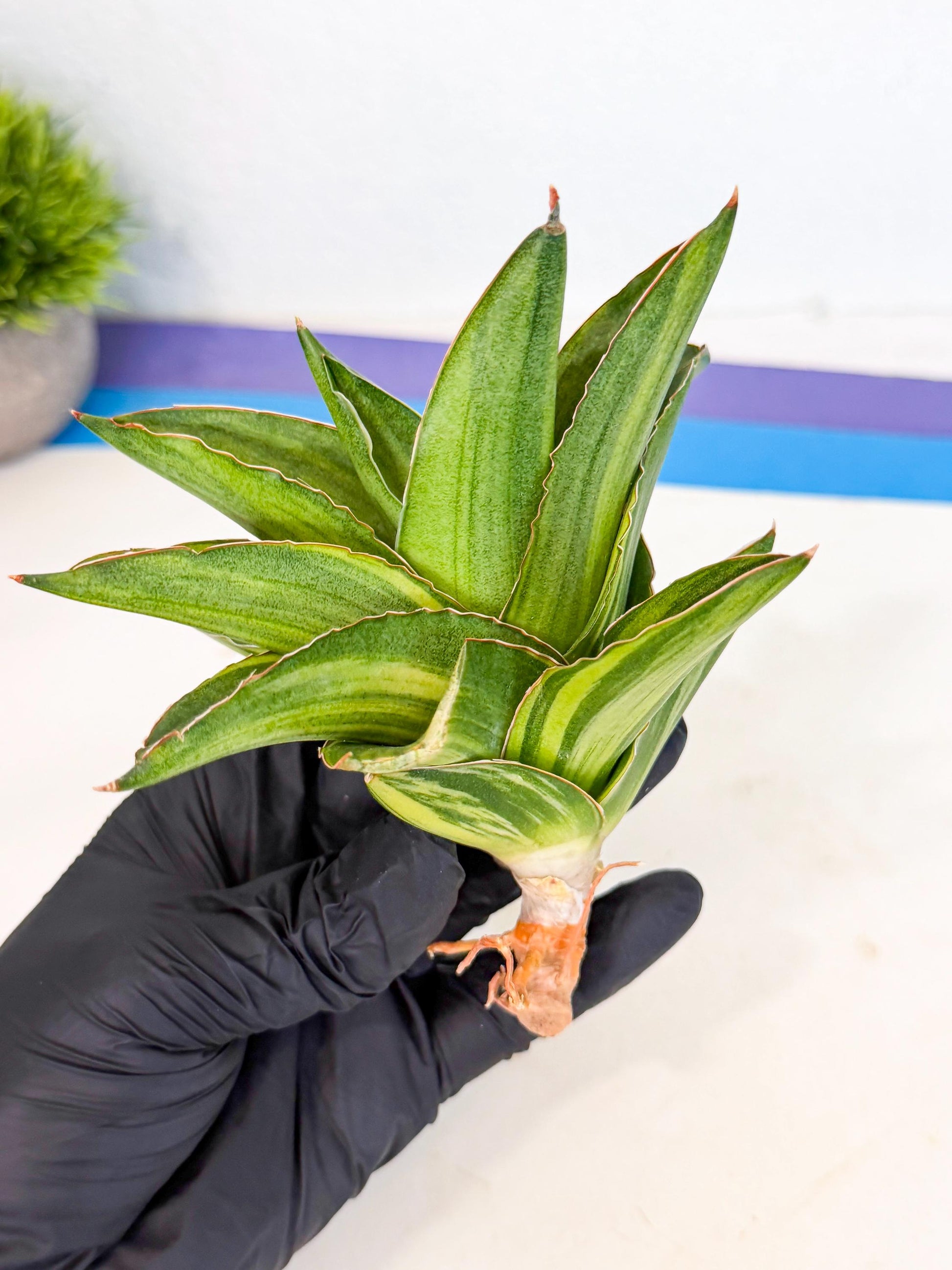 Sansevieria Adaman Var (ca4) (5) | Imported House Plants