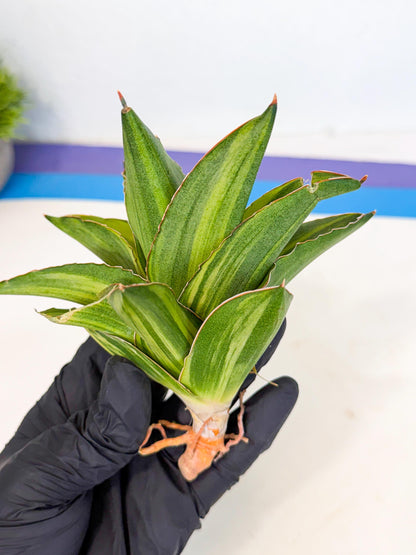 Sansevieria Adaman Var (ca4) (5) | Imported House Plants