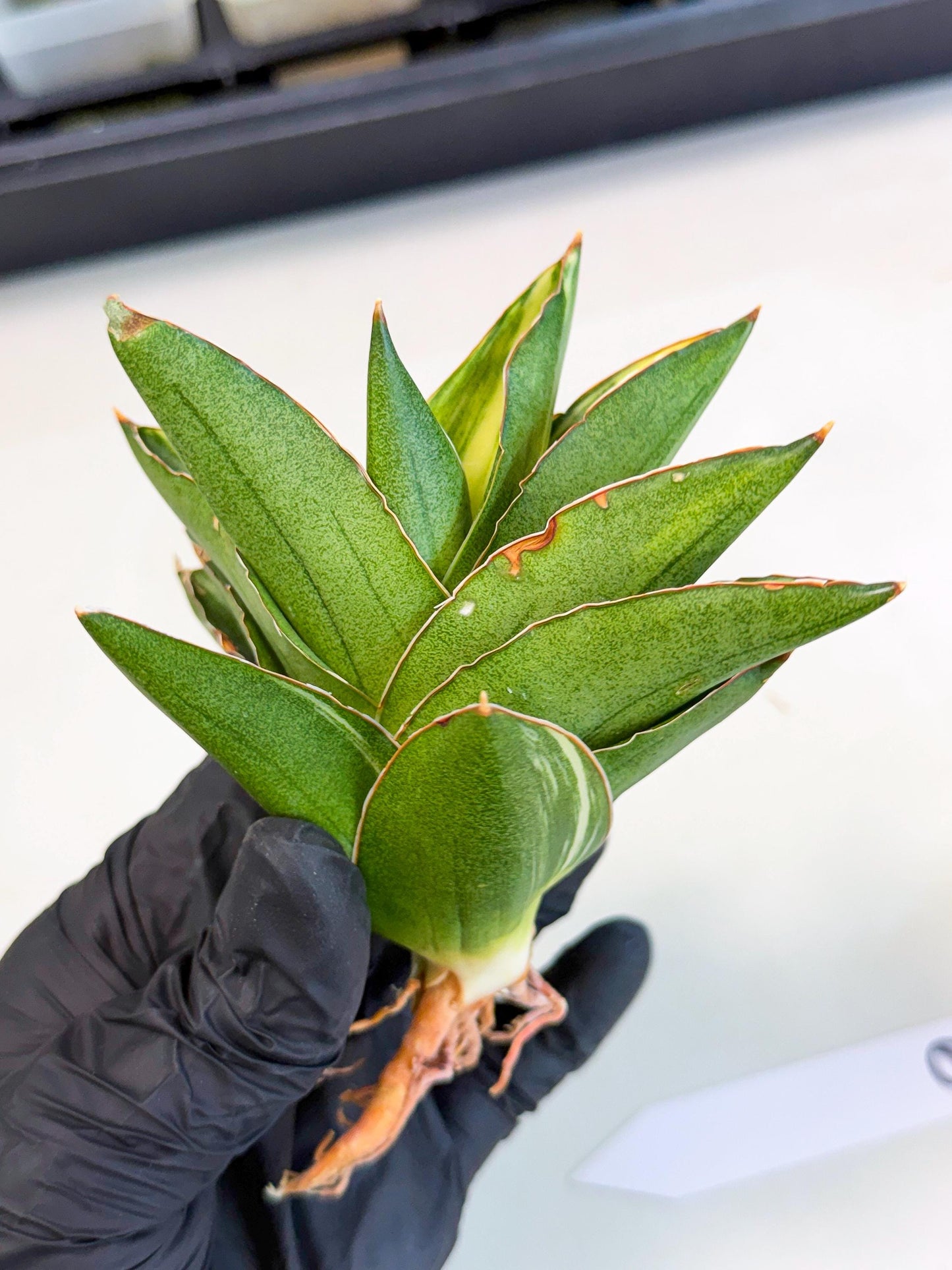 Sansevieria Adaman Var (ca4) (6) | Imported House Plants