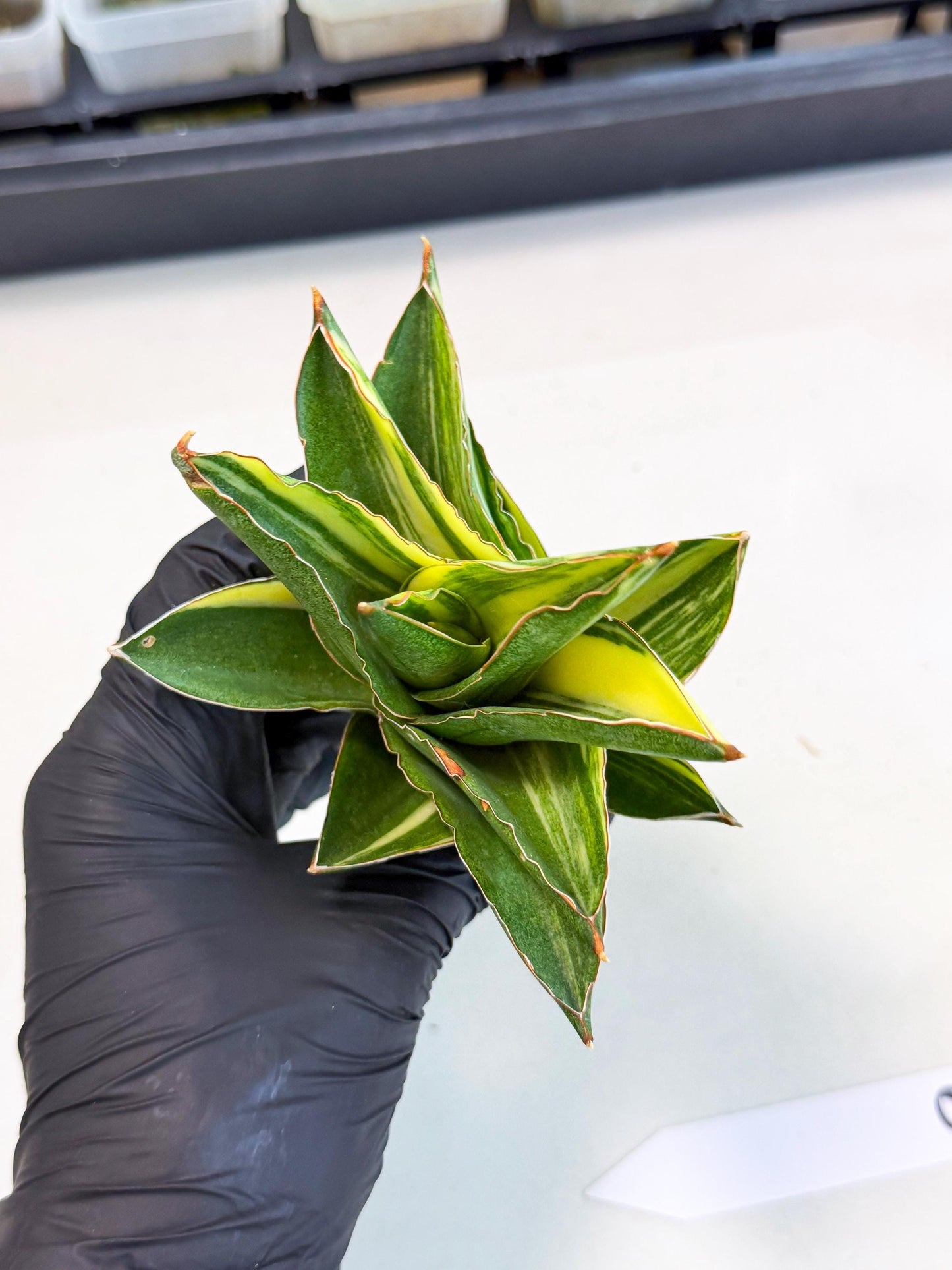 Sansevieria Adaman Var (ca4) (6) | Imported House Plants