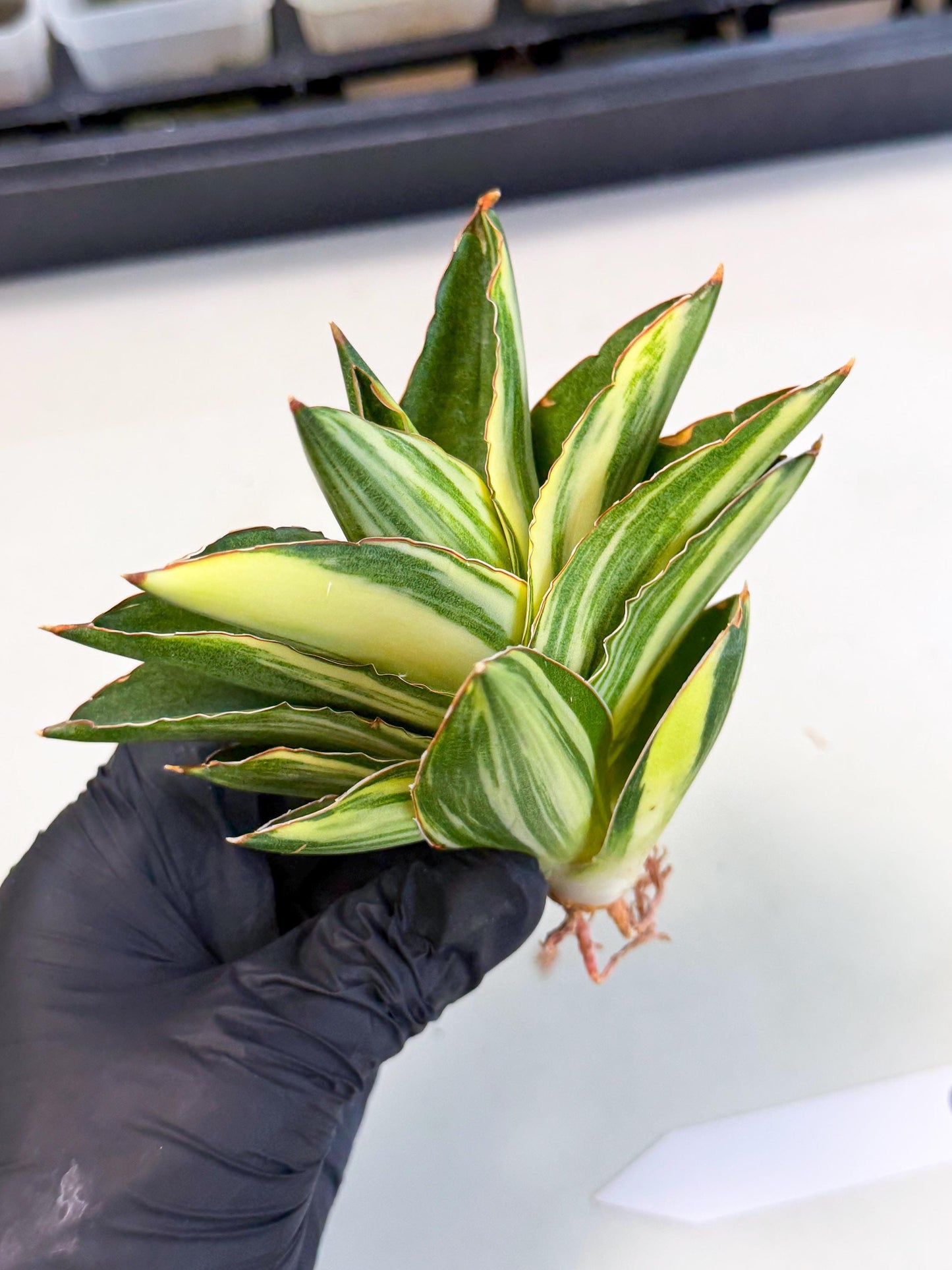 Sansevieria Adaman Var (ca4) (6) | Imported House Plants