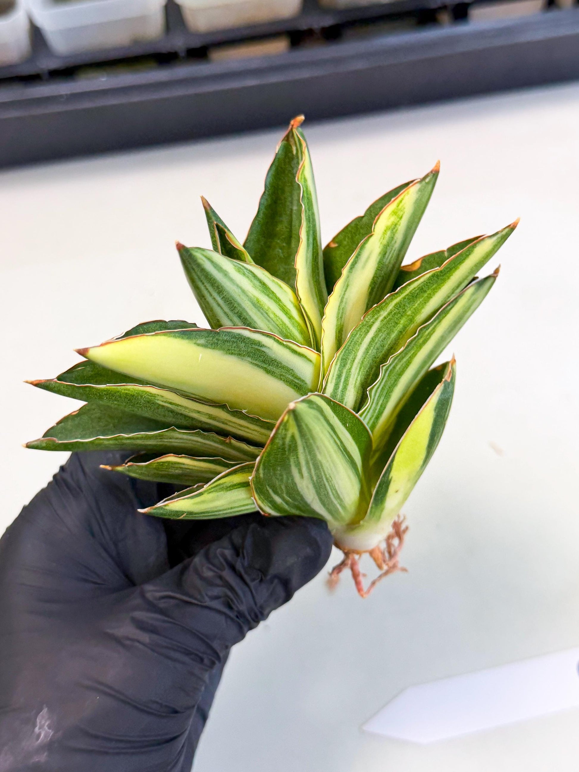 Sansevieria Adaman Var (ca4) (6) | Imported House Plants