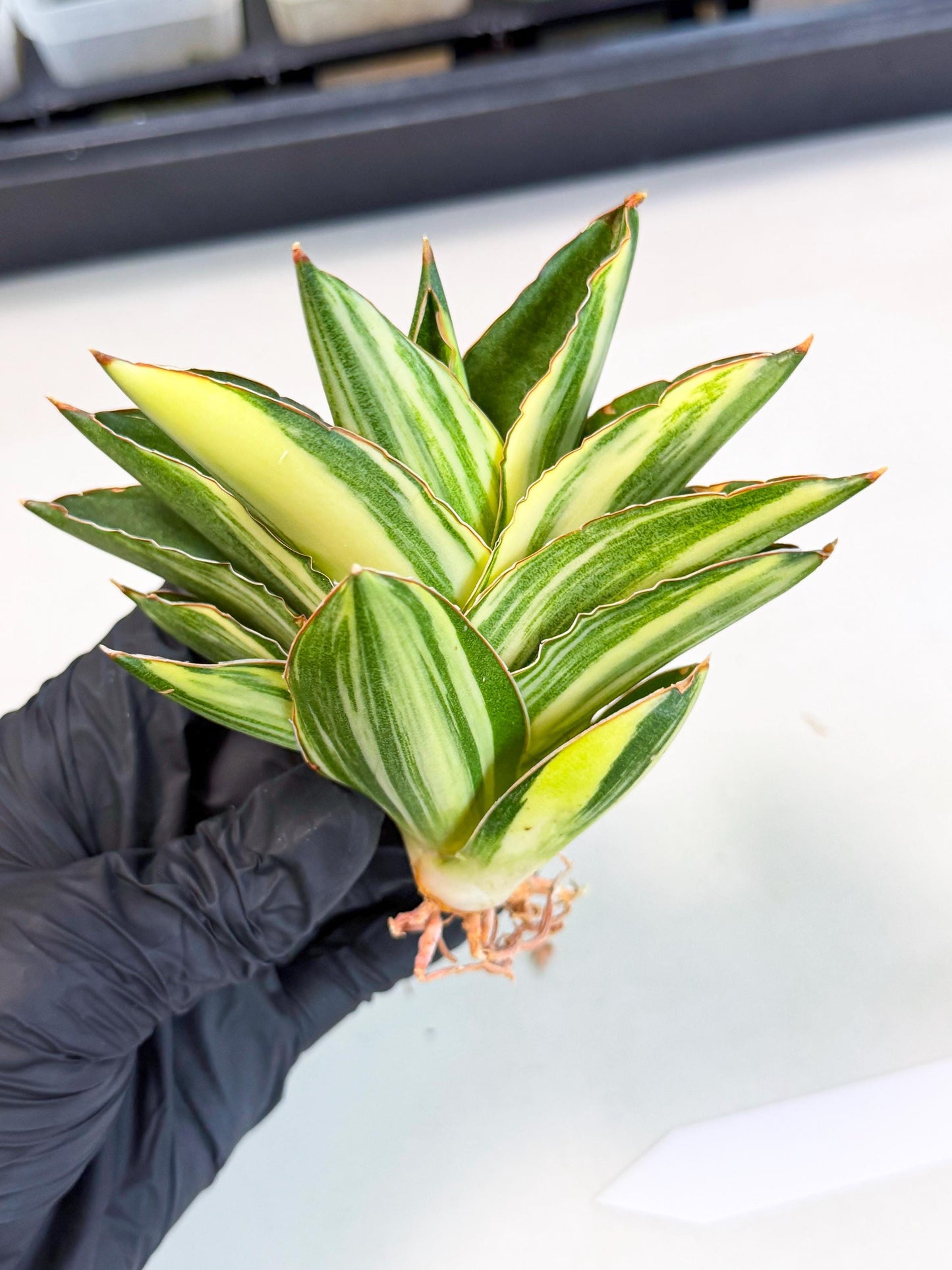 Sansevieria Adaman Var (ca4) (6) | Imported House Plants