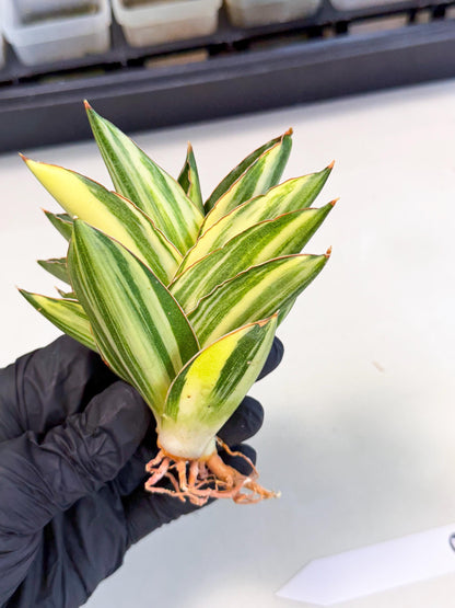Sansevieria Adaman Var (ca4) (6) | Imported House Plants