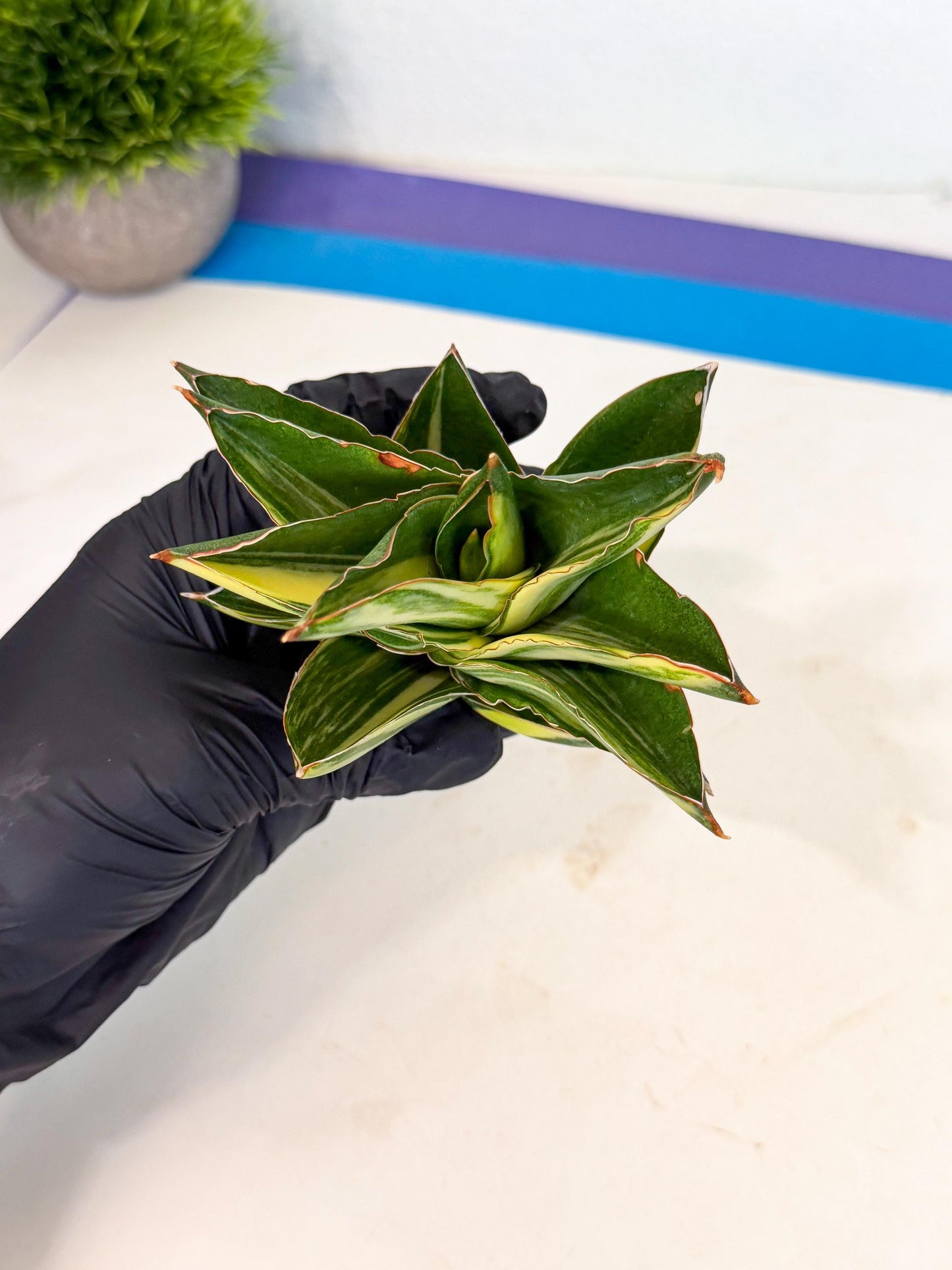 Sansevieria Adaman Var (ca4) (6) | Imported House Plants
