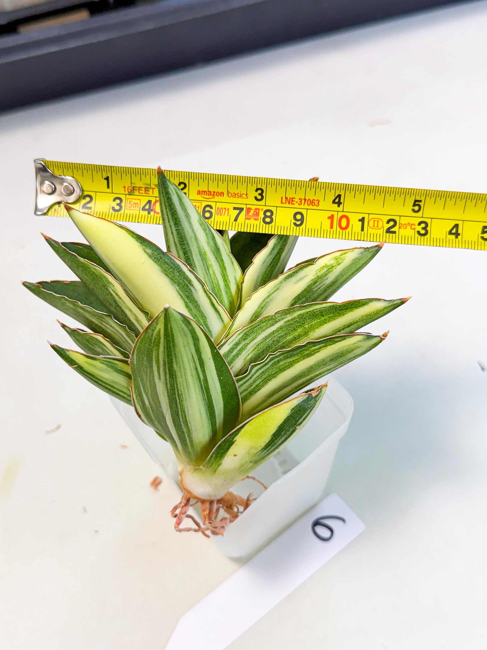 Sansevieria Adaman Var (ca4) (6) | Imported House Plants