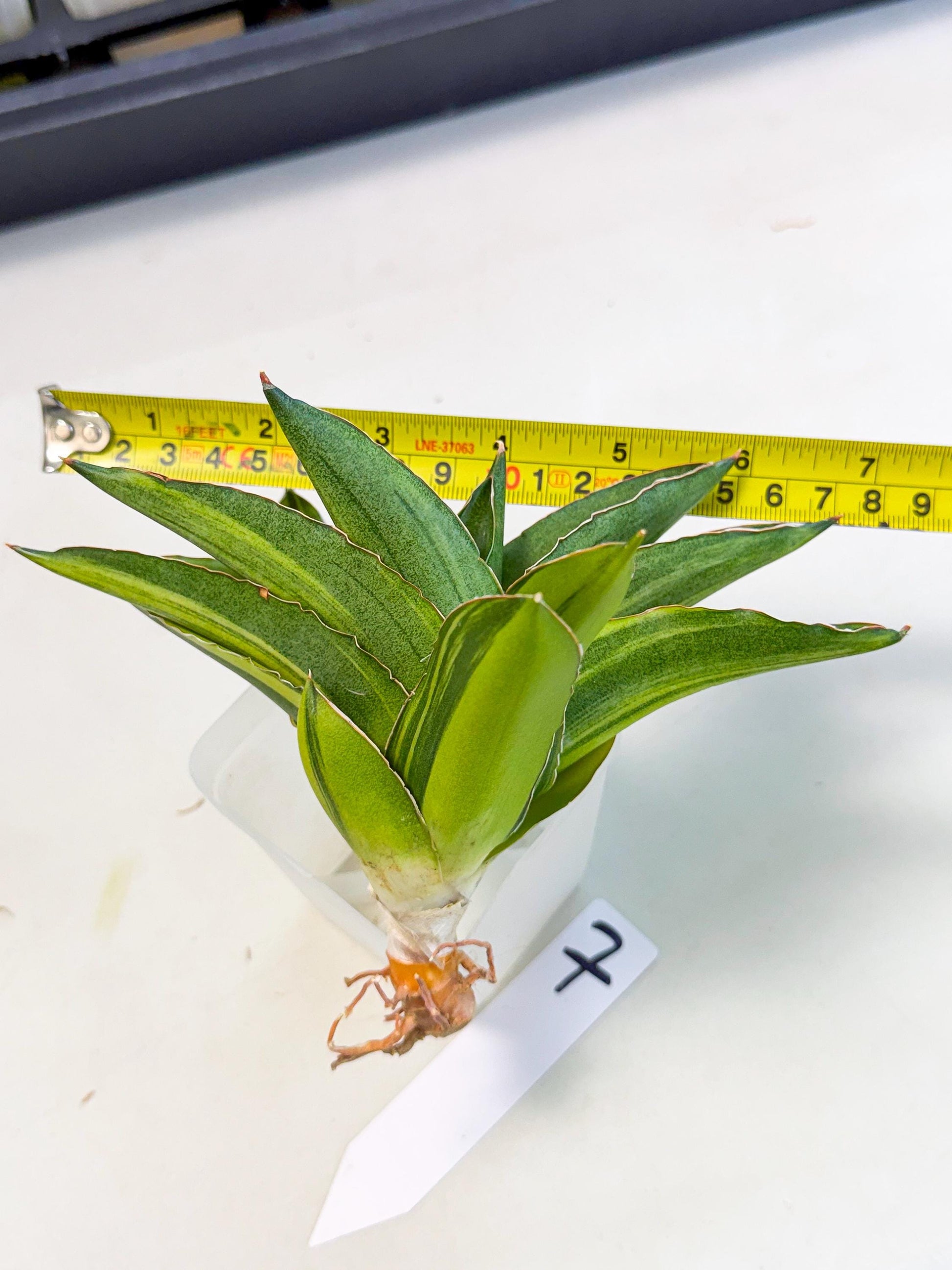 Sansevieria Adaman Var (ca4) (7) | Imported House Plants