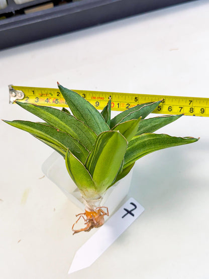 Sansevieria Adaman Var (ca4) (7) | Imported House Plants