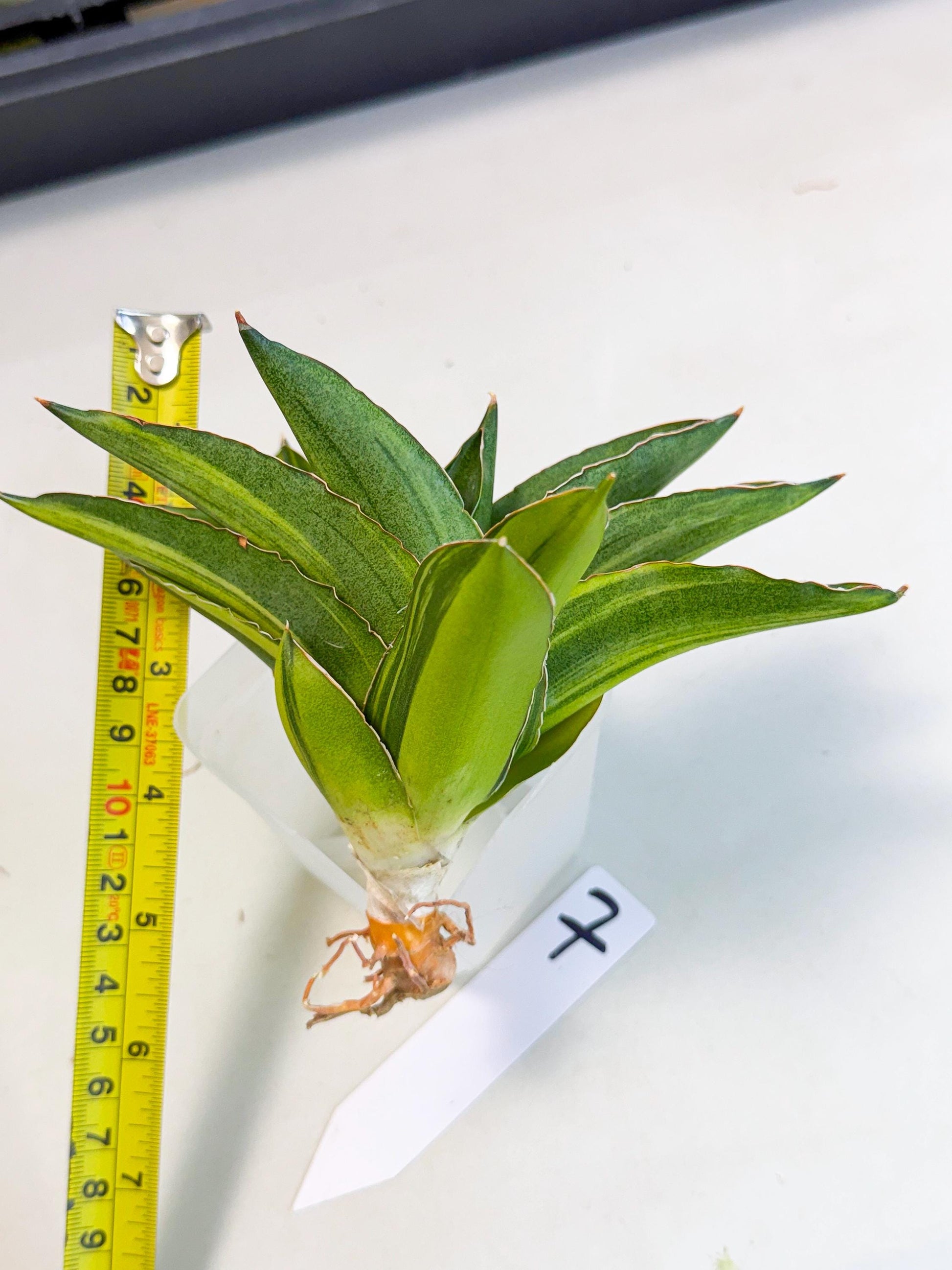 Sansevieria Adaman Var (ca4) (7) | Imported House Plants