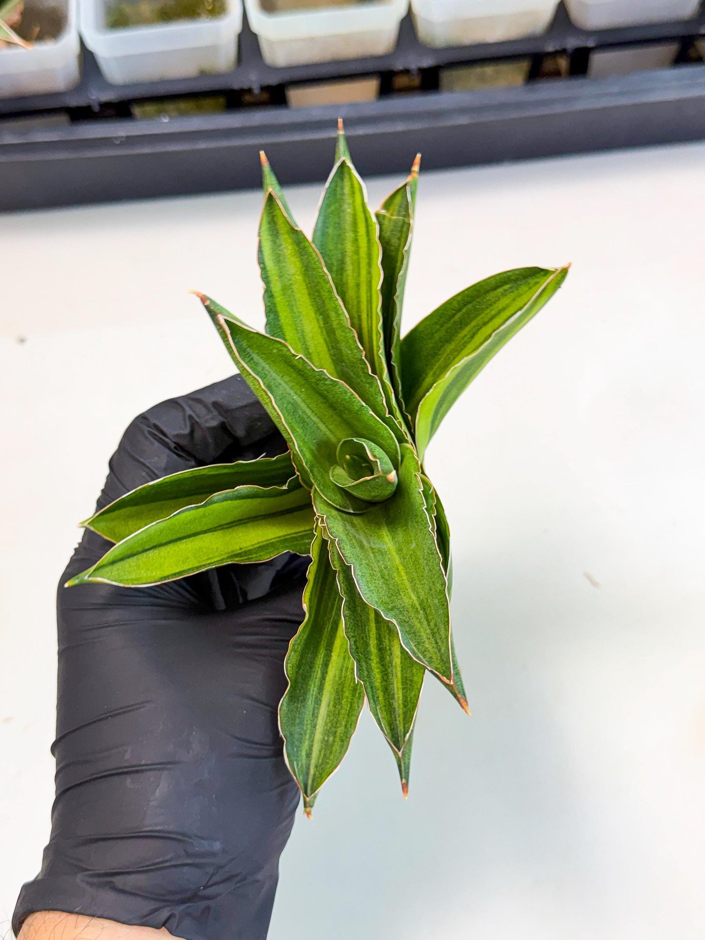 Sansevieria Adaman Var (ca4) (7) | Imported House Plants
