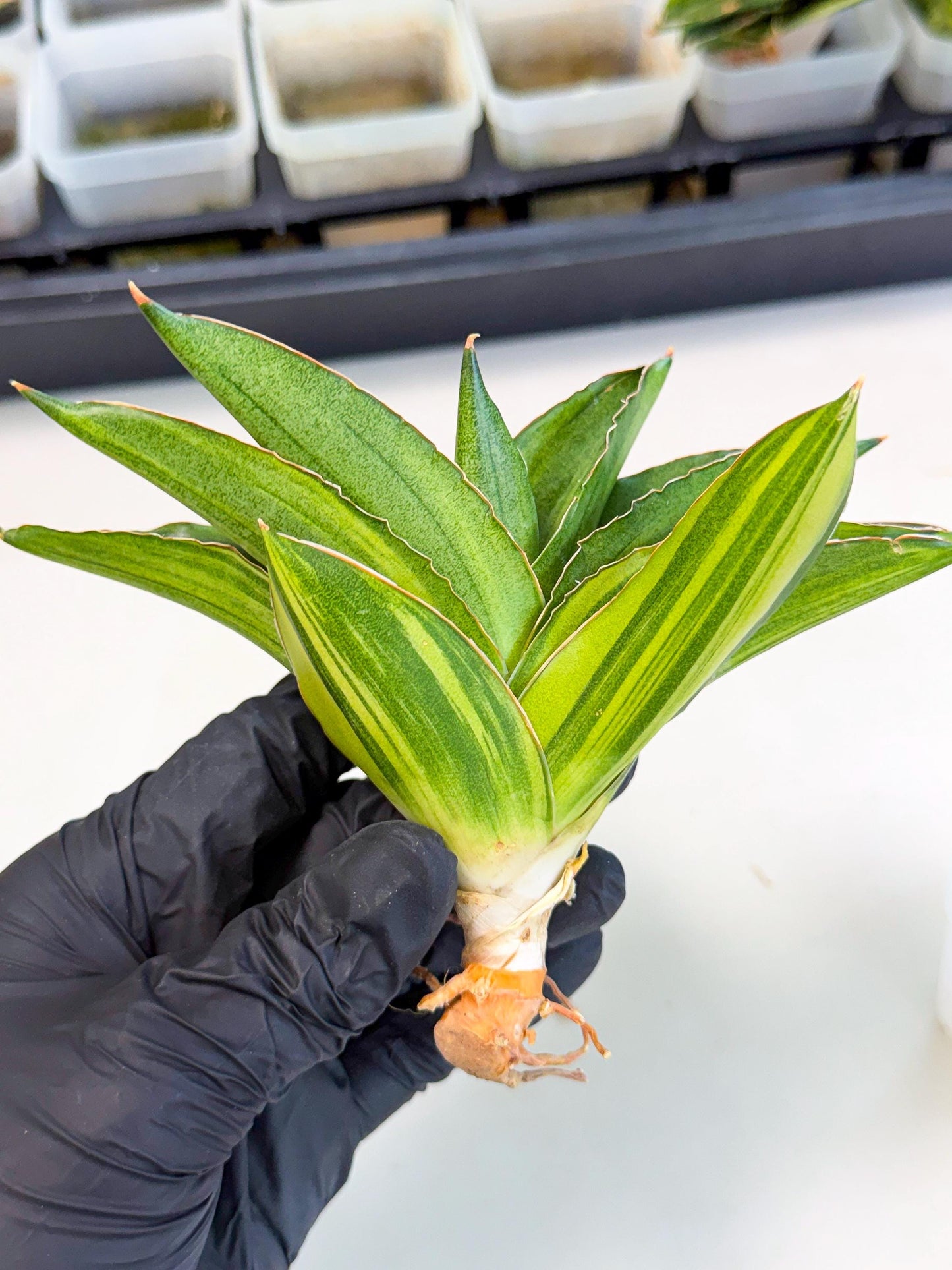 Sansevieria Adaman Var (ca4) (7) | Imported House Plants