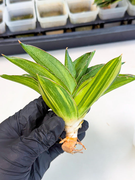 Sansevieria Adaman Var (ca4) (7) | Imported House Plants