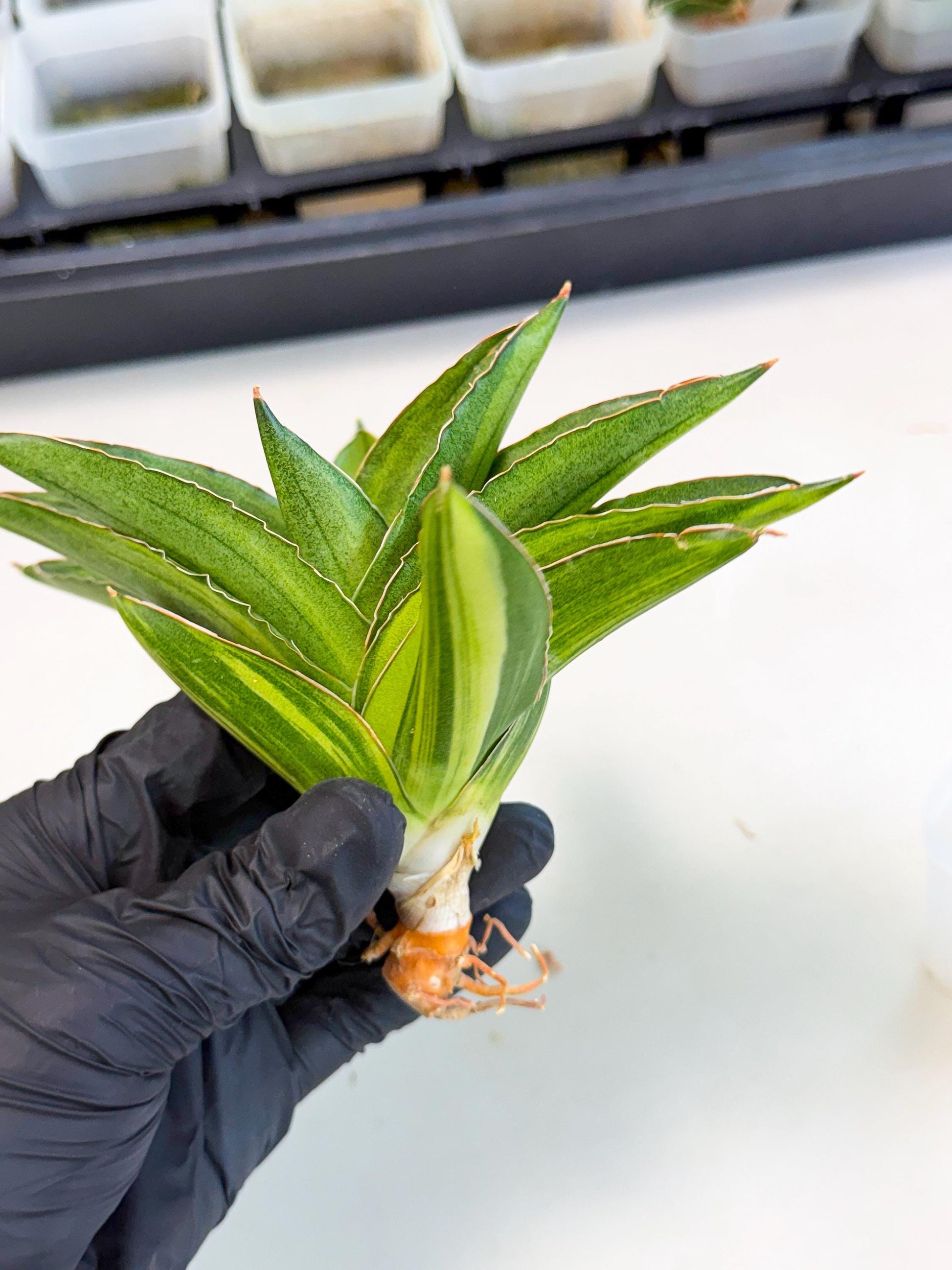 Sansevieria Adaman Var (ca4) (7) | Imported House Plants