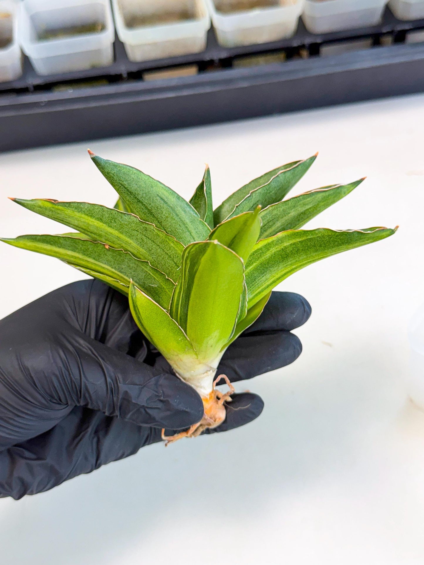 Sansevieria Adaman Var (ca4) (7) | Imported House Plants