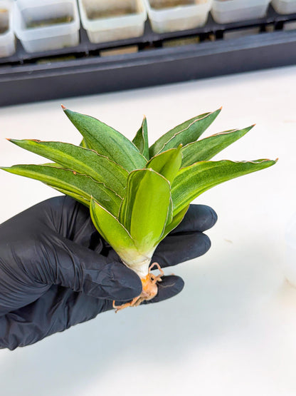 Sansevieria Adaman Var (ca4) (7) | Imported House Plants