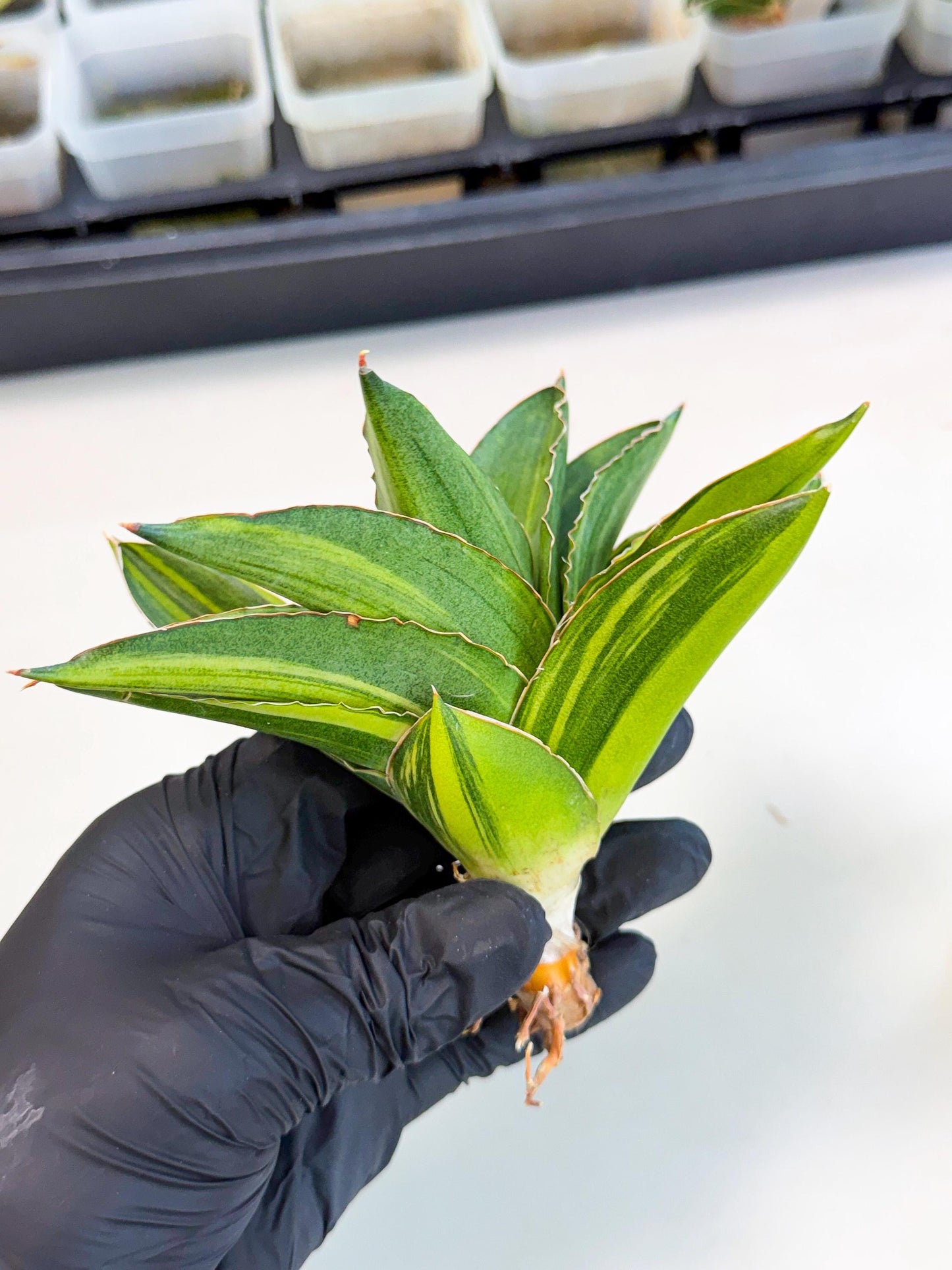 Sansevieria Adaman Var (ca4) (7) | Imported House Plants