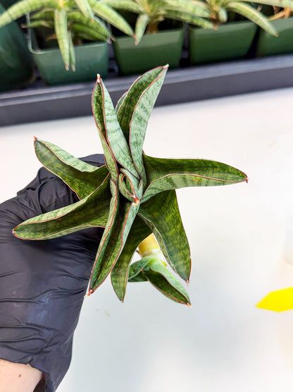Sansevieria Nakata (ca4) (yy) | Imported Sansevieria
