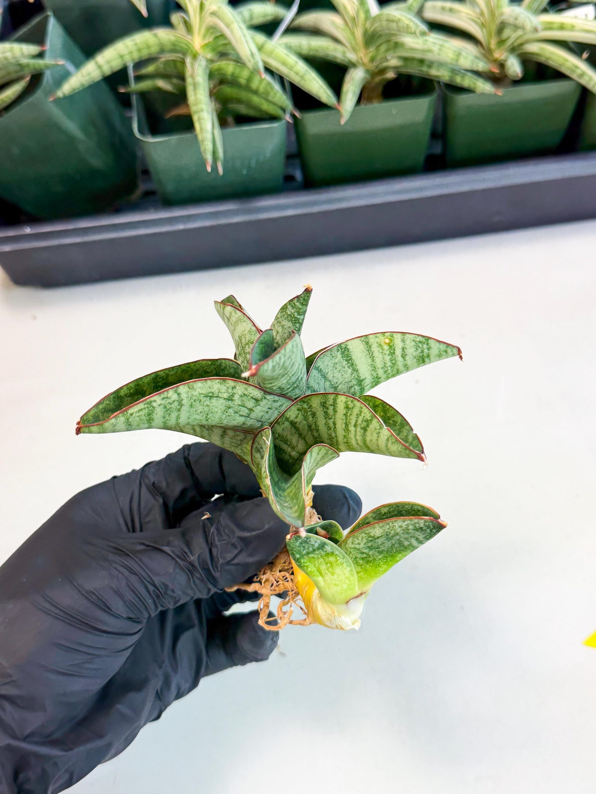 Sansevieria Nakata (ca4) (yy) | Imported Sansevieria