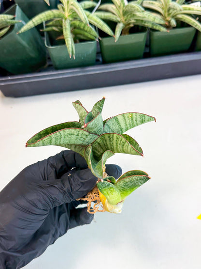 Sansevieria Nakata (ca4) (yy) | Imported Sansevieria