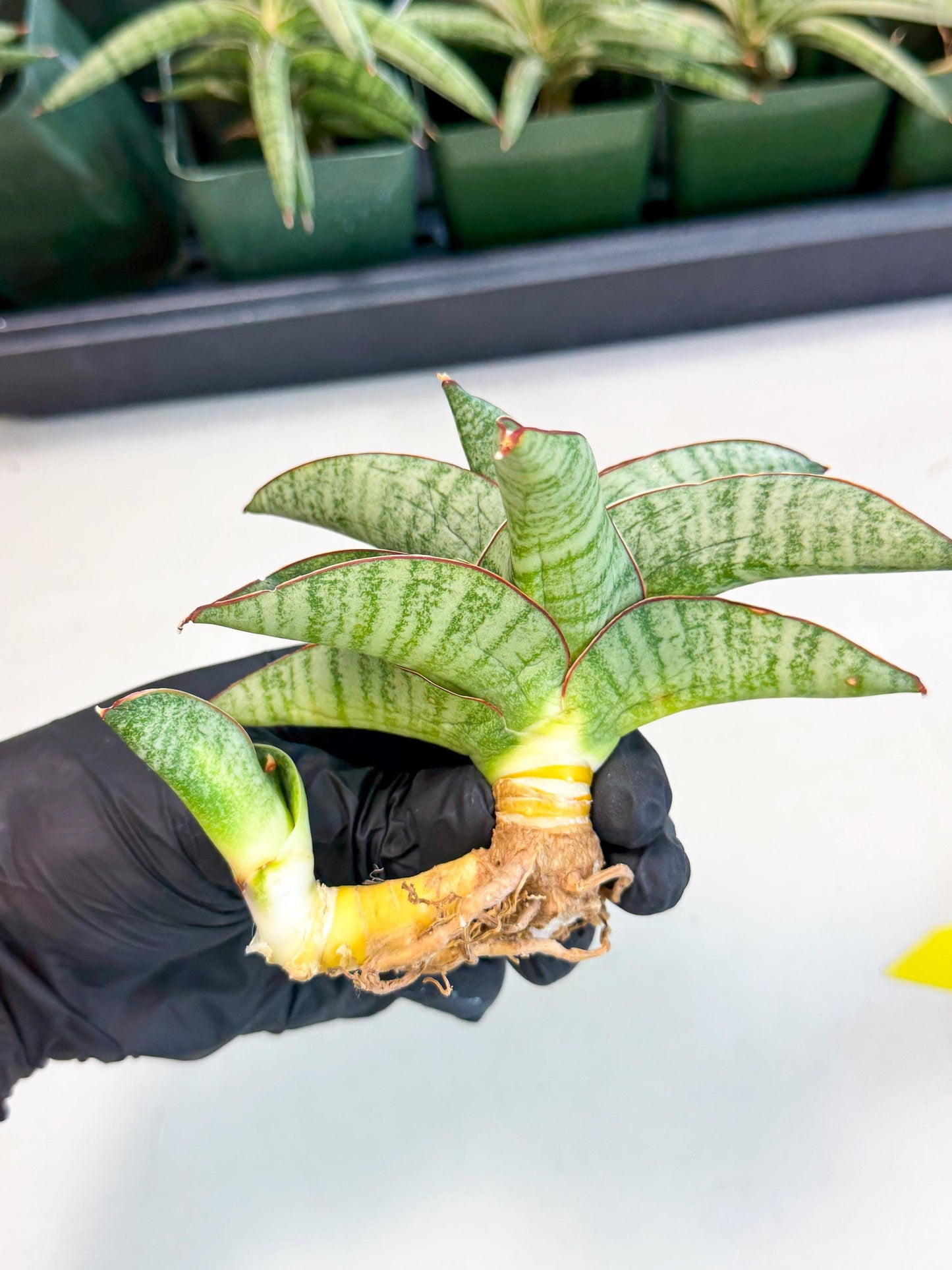 Sansevieria Nakata (ca4) (yy) | Imported Sansevieria