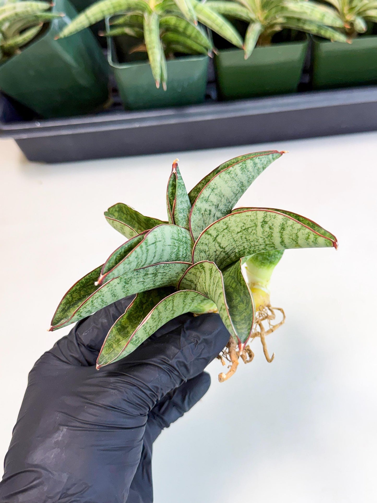 Sansevieria Nakata (ca4) (yy) | Imported Sansevieria