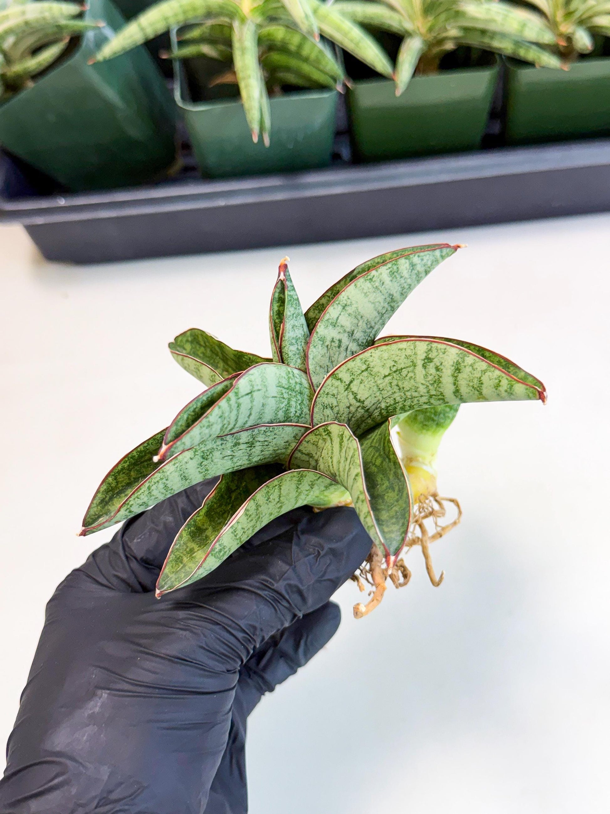 Sansevieria Nakata (ca4) (yy) | Imported Sansevieria