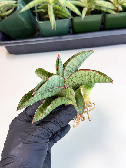 Sansevieria Nakata (ca4) (yy) | Imported Sansevieria