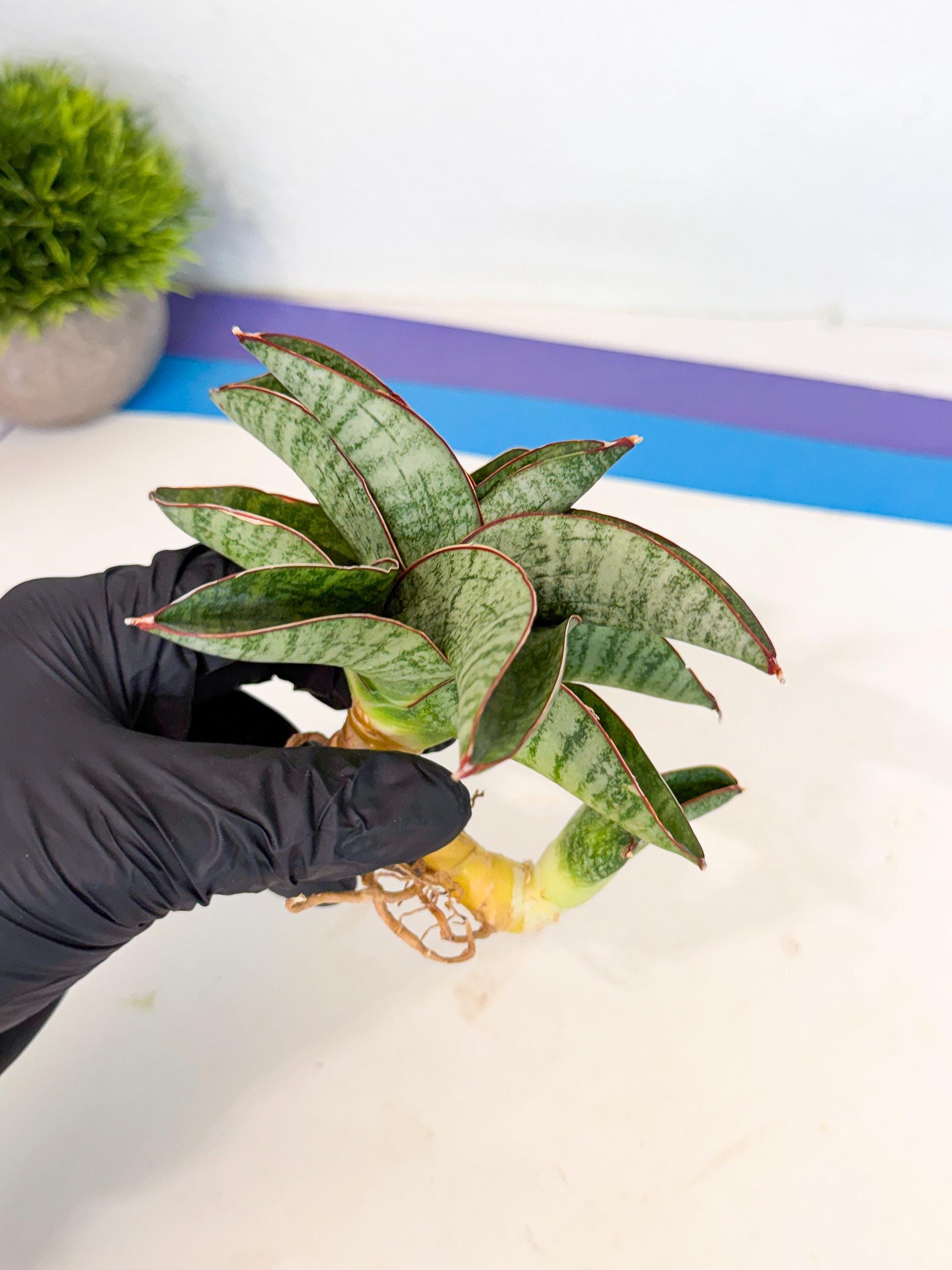 Sansevieria Nakata (ca4) (yy) | Imported Sansevieria