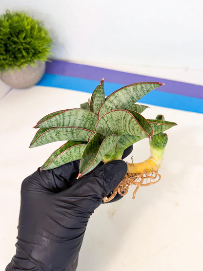 Sansevieria Nakata (ca4) (yy) | Imported Sansevieria