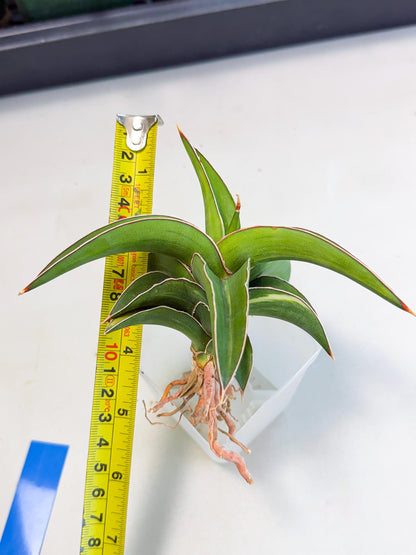 Sansevieria Robusta Narrow Leaf Var (ca4) (b) | Imported House Plants