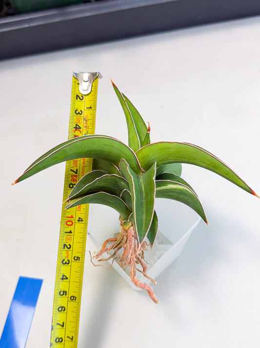 Sansevieria Robusta Narrow Leaf Var (ca4) (b) | Imported House Plants