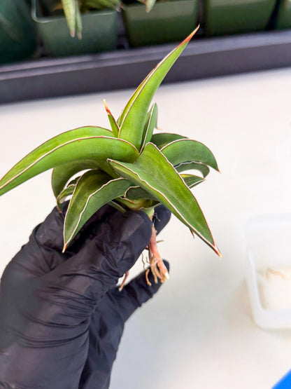 Sansevieria Robusta Narrow Leaf Var (ca4) (b) | Imported House Plants