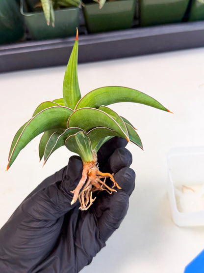 Sansevieria Robusta Narrow Leaf Var (ca4) (b) | Imported House Plants