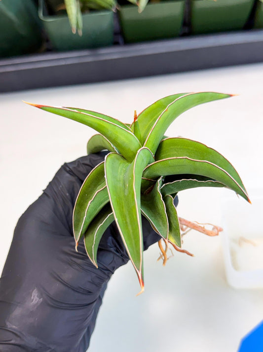 Sansevieria Robusta Narrow Leaf Var (ca4) (b) | Imported House Plants