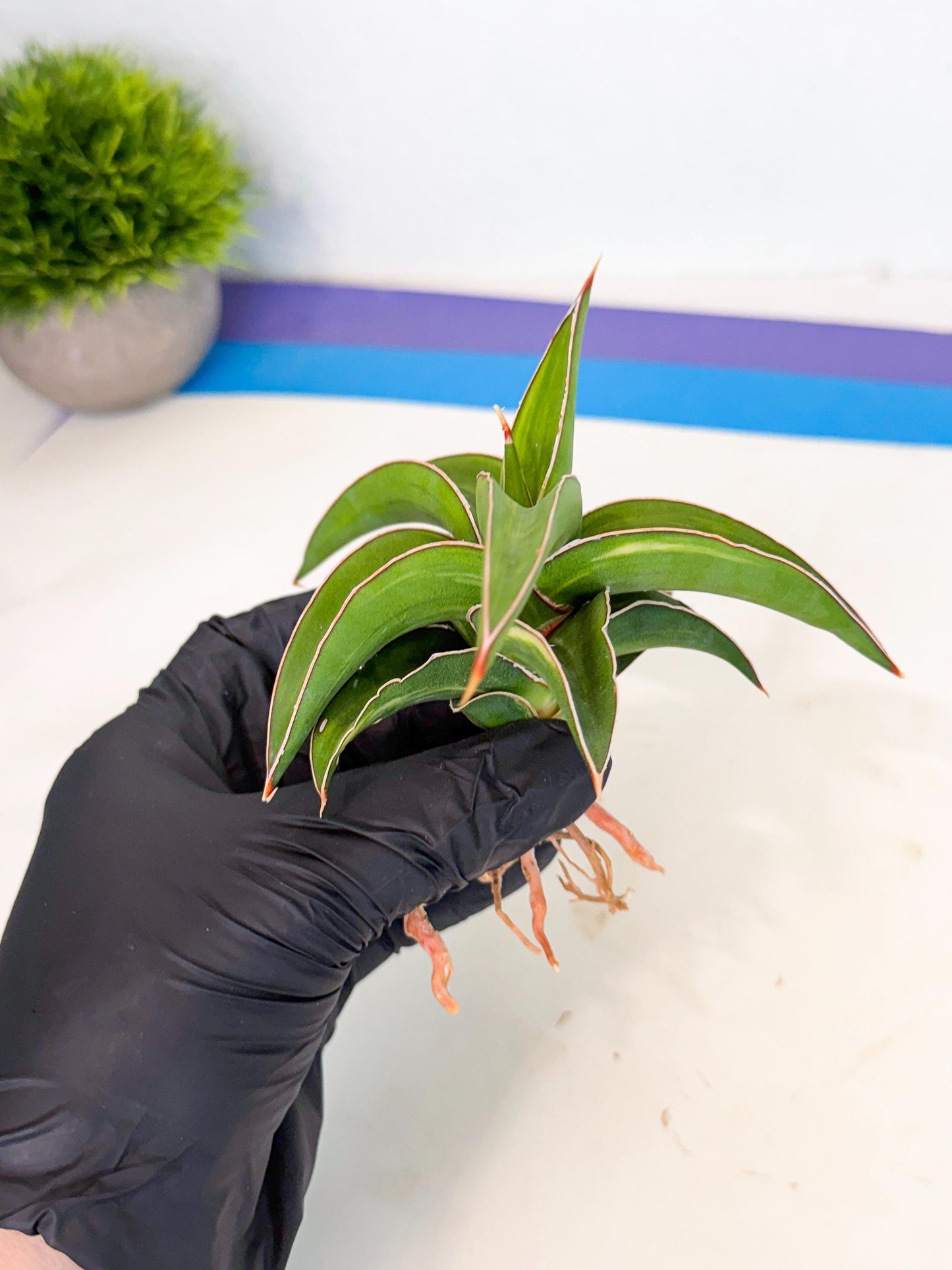 Sansevieria Robusta Narrow Leaf Var (ca4) (b) | Imported House Plants