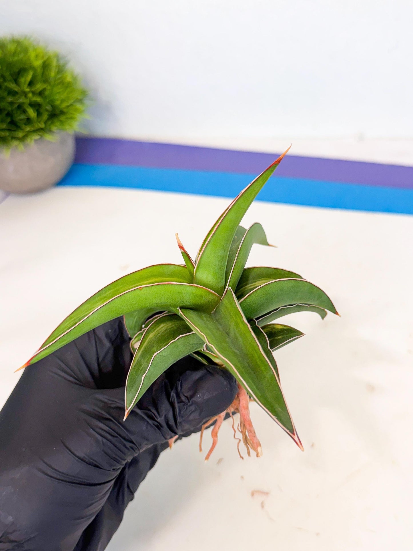 Sansevieria Robusta Narrow Leaf Var (ca4) (b) | Imported House Plants