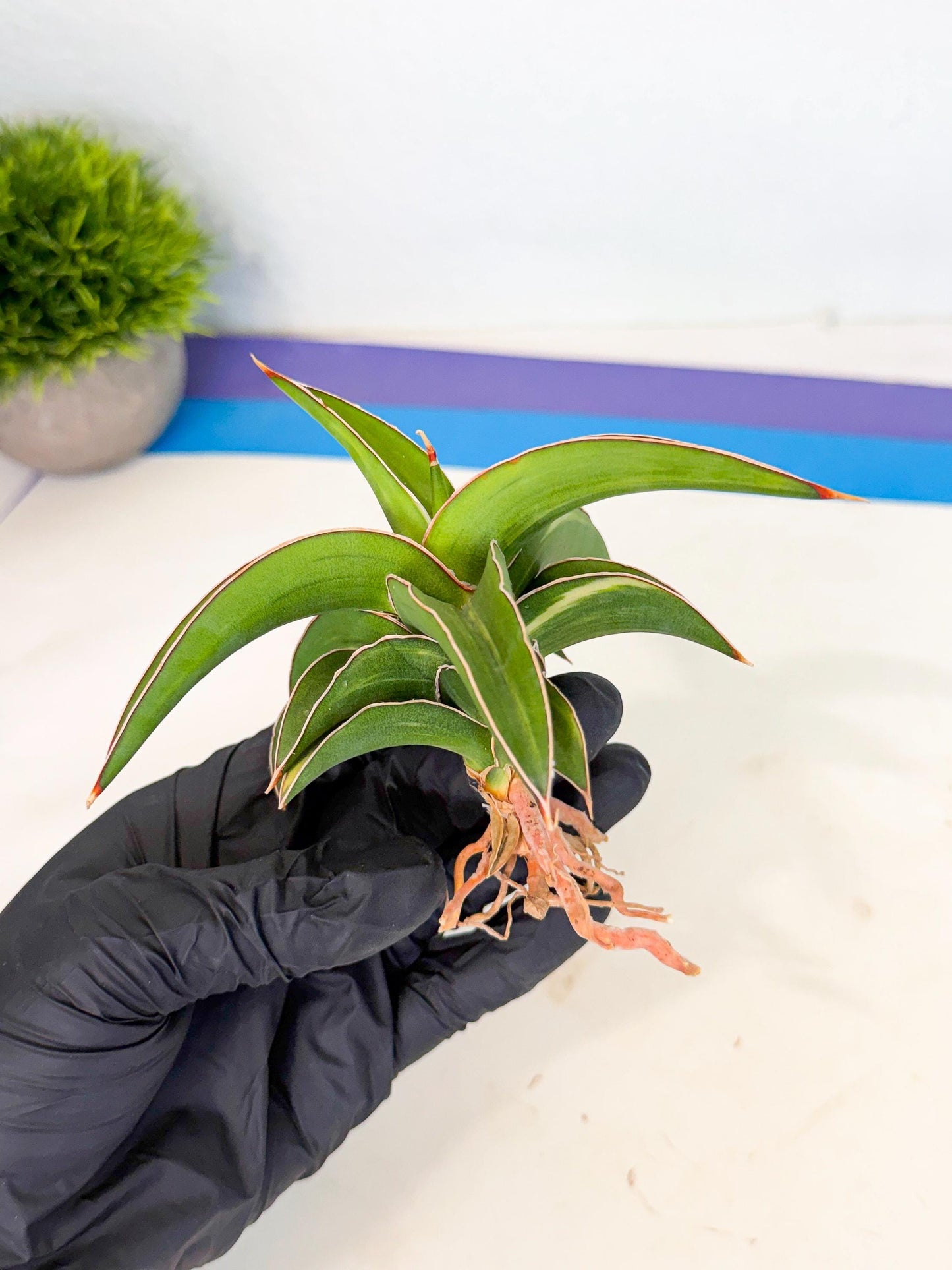 Sansevieria Robusta Narrow Leaf Var (ca4) (b) | Imported House Plants