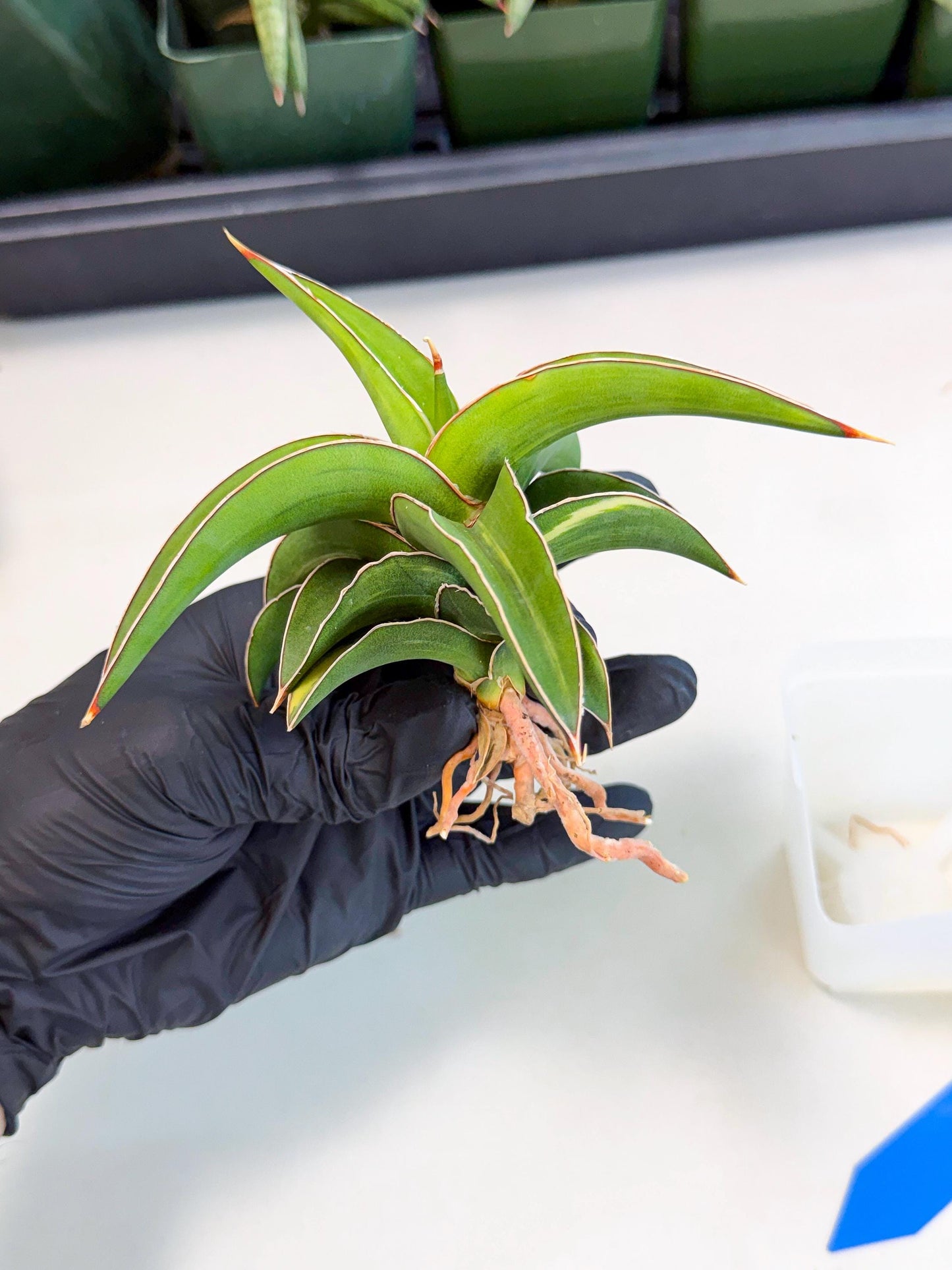 Sansevieria Robusta Narrow Leaf Var (ca4) (b) | Imported House Plants