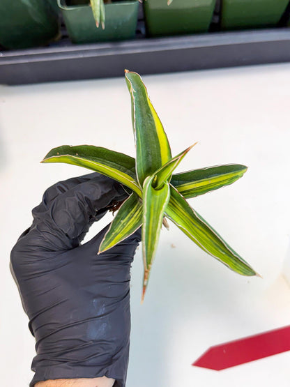 Sansevieria Robusta Narrow Leaf Var (ca4) (r) | Imported House Plants