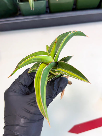 Sansevieria Robusta Narrow Leaf Var (ca4) (r) | Imported House Plants