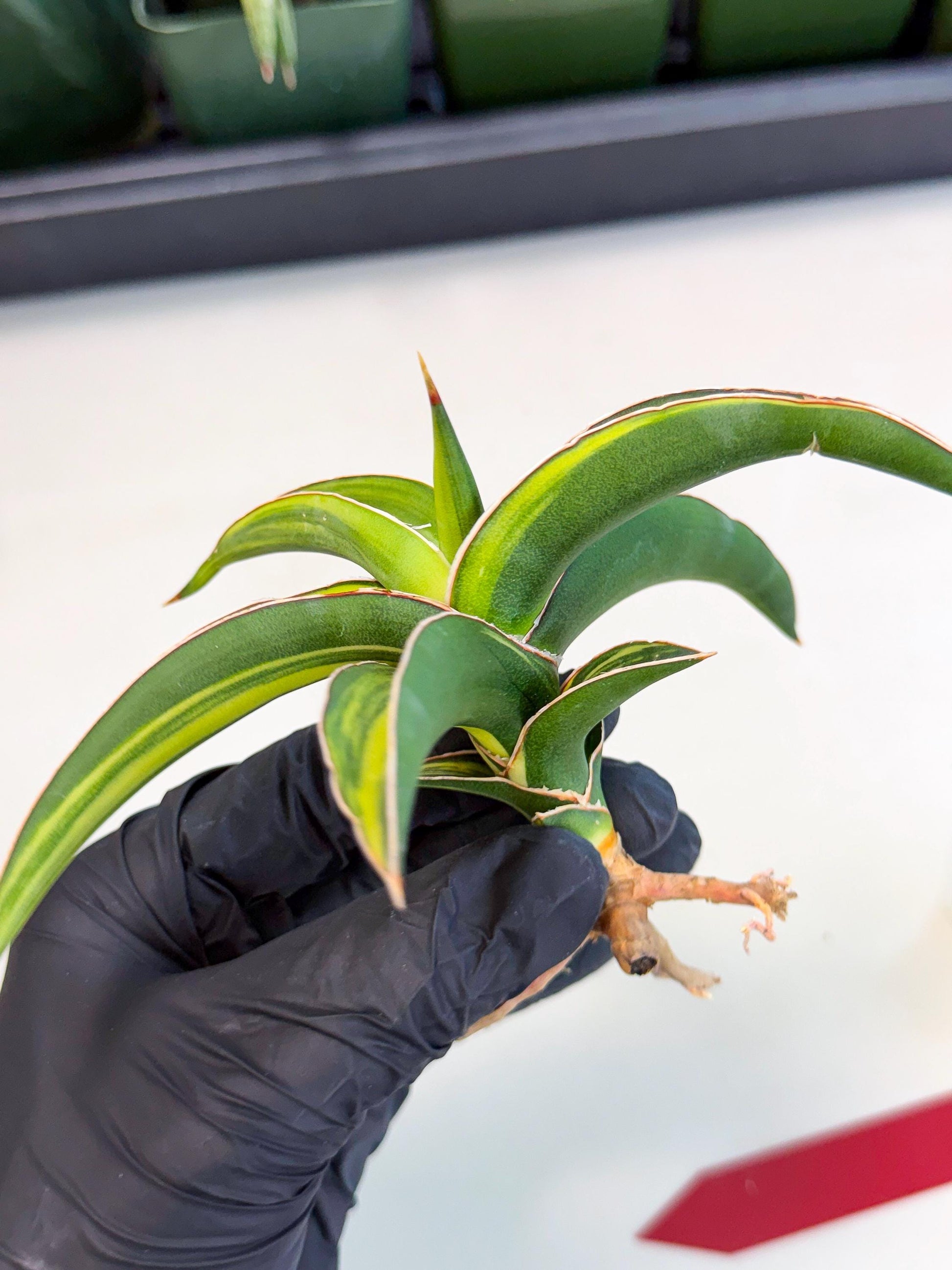 Sansevieria Robusta Narrow Leaf Var (ca4) (r) | Imported House Plants